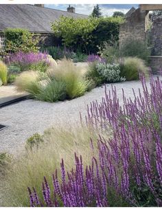 purple flowers are in the middle of a gravel path