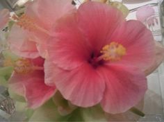 a pink flower sitting in a glass vase