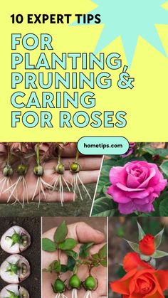 the top 10 expert tips for planting, pruning and caring for roses with text overlay