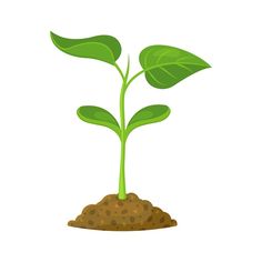 a plant with green leaves growing out of the ground, on a white background illustration