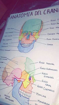 a diagram of the human skull with labels on it