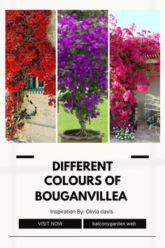 the different colors of bougaanvillia are featured in this postcard design