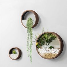 two circular mirrors with plants and rocks in them on the wall next to each other