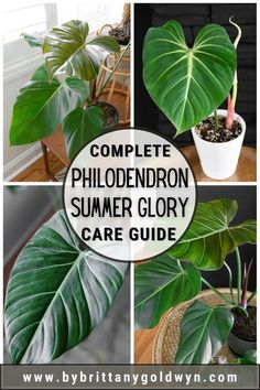 a collage of photos with plants and text that reads complete philoderon summer glory care guide