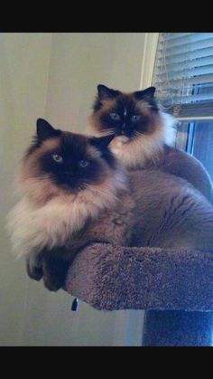 two cats sitting on top of a cat tree