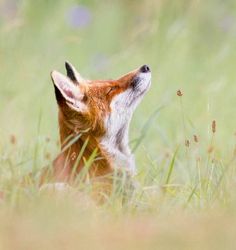 a small brown and white animal laying on top of a lush green field next to tall grass