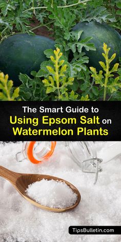 the smart guide to using epsom salt on watermelon plants with text overlay