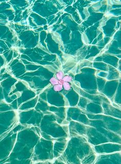 a pink flower floating on top of water