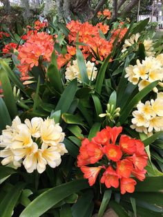 many different colored flowers in a garden