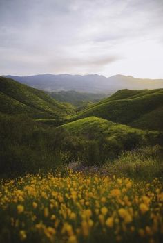 the sun shines brightly on green hills and wildflowers