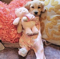 a small dog laying on top of a couch next to a teddy bear and pillow