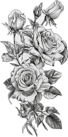 a drawing of some roses on a white background