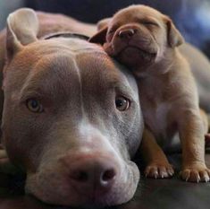 two brown dogs laying next to each other