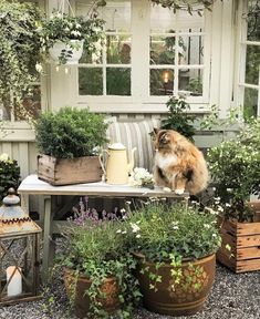 a cat sitting on top of a table surrounded by potted plants