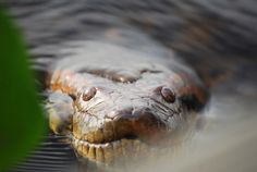 an alligator's head is shown in the water