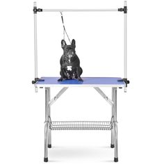 a black dog sitting on top of a blue table