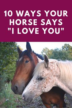 two horses standing next to each other with the words 10 ways your horse says i love you