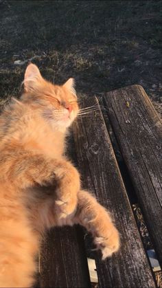 an orange cat laying on top of a wooden bench