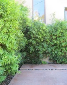 an outdoor area with plants and concrete steps