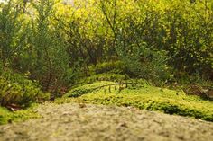 the ground is covered with green moss and trees