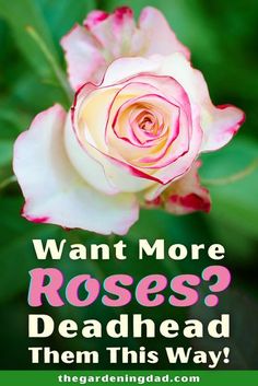 a pink and white rose with the words want more roses? deadhead them this way