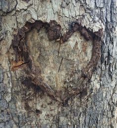 a heart carved into the bark of a tree