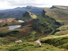 two sheep grazing on the side of a mountain with a lake in the middle and mountains behind them