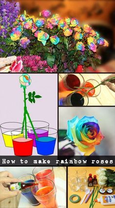 how to make rainbow roses with flowers in vases and paint them red, yellow or blue