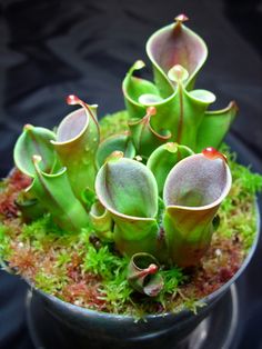 a potted plant with green leaves and moss