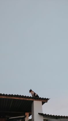 a black and white cat sitting on top of a roof next to a tall building