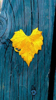 a yellow leaf is placed on a blue wooden door with the shape of a heart