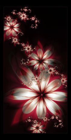 an image of flowers on a black background with red and white petals in the center