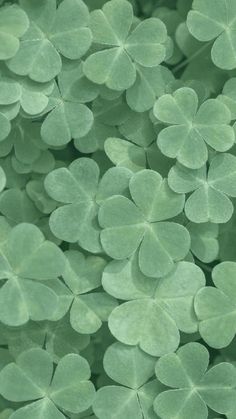 green leaves are arranged in the shape of clovers