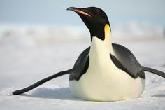 a penguin is sitting in the snow with its head turned to look like it's looking at something