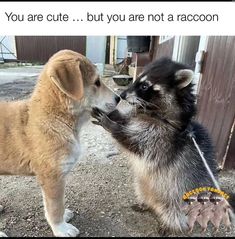 two puppies are playing with each other in the dirt and one is biting another dog's nose