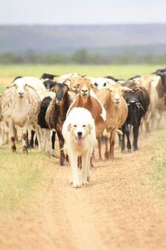 a herd of sheep walking down a dirt road next to a white dog on the side of the road