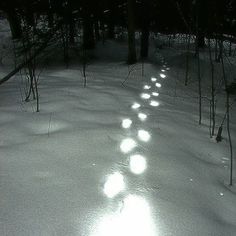 the sun is shining through the trees in the snow