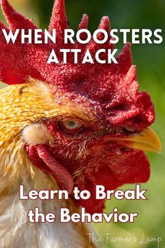 a gold and white rooster looking angrily at the camera with words written in white that read when roosters attack learn to break the behavior Feeding Chickens, Chicken Feeder Diy, How To Break Up, Pixie Haircut Fine Hair, Chicken Ranch, Chicken Nesting Boxes, Chicken Coup, Chickens And Ducks, Backyard Chicken Farming