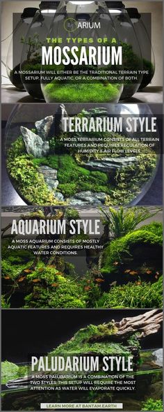 the different types of aquariums are shown in this graphic style, including water and plants