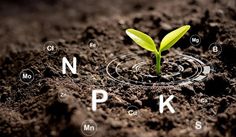 a plant sprouting from the ground with letters and numbers around it