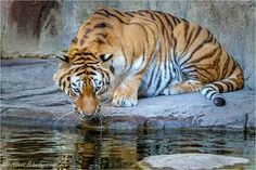 a tiger is drinking water from a pond