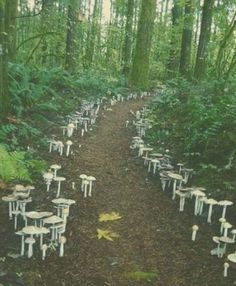 many small white tables and chairs in the woods