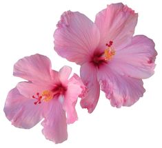 two pink flowers on a white background