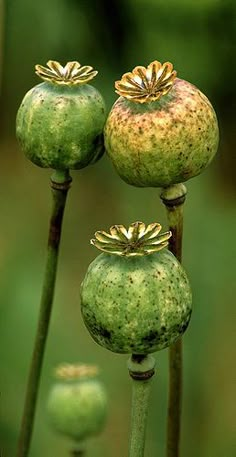 three green flowers with gold leaves in the middle and one flower bud on each side