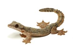 a gecko is sitting on the ground with its head turned to look like it's eating something