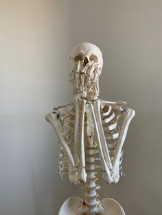 a model of the human skeleton is shown in this image, it appears to be holding something