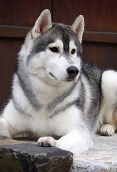 a husky dog laying on the ground in front of a door