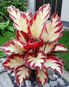 a red and white plant sitting on top of a rock garden