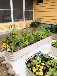 two raised garden beds filled with plants in front of a yellow house