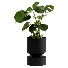 a plant in a black vase on a white background